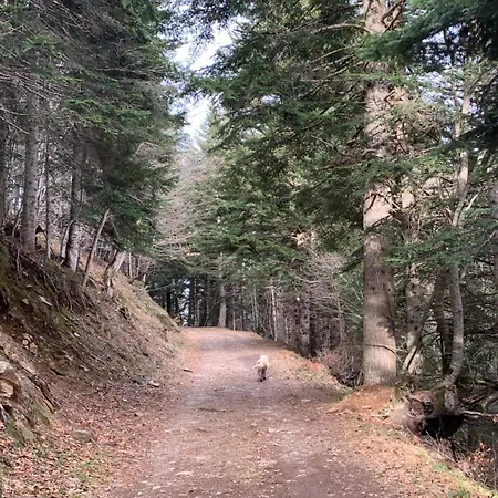 La Maison D'amalaurille