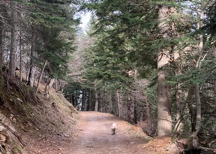 La Maison D'amalaurille